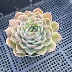 アエオニウム 白鳳錦(リバーストーン錦)①⭐️お買い得 - メルカリ
