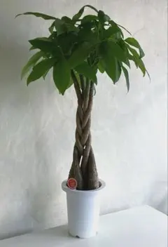 現品］64番 パキラ 編み込み 8号 観葉植物 おしゃれ 室内 大型 ねじり