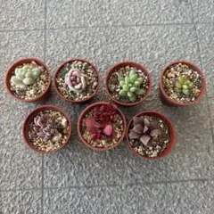 モモ(即購入大歓迎♪)様 リクエスト 2点 まとめ商品