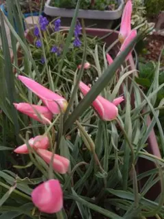 原種系チューリップ