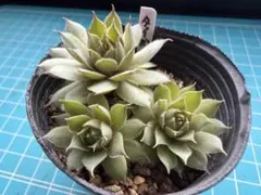 センペルビウム♡ Tederheid♡テダーハイド♡テデルハイド♡抜き苗