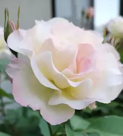 バラ苗　マチルダ　挿し木