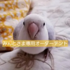 민토사마 맞춤형 텐트