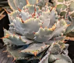 2026年最新】アガベ イシスメンシス 甲蟹の人気アイテム - メルカリ