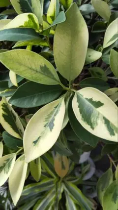 2025年最新】ガジュマル 斑入りの人気アイテム - メルカリ