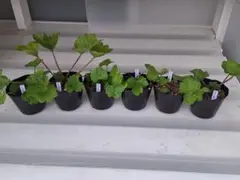 せいちゃん様 リクエスト 2点 まとめ商品