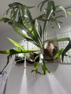 Philodendron joepii フィロデンドロンジョーピーカット苗11本 Philodendron joepii フィロデンドロンジョーピーカット苗11本 - メルカリ