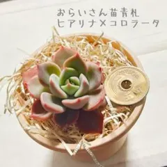 2026年最新】おらいさん苗 青札の人気アイテム - メルカリ