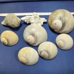 Item thumbnail for item 772f1baf-3a33-4bc5-b675-bd2010762636