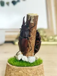 2026年最新】昆虫 標本の人気アイテム - メルカリ