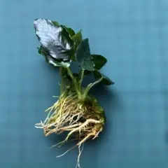 【格安】アヌビアス キングコング 芋株②のサムネイル