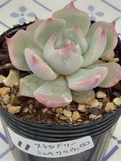 11 ストロベリーミルククラウン②／ミックスベリア　多肉植物