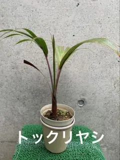 2026年最新】トックリヤシの人気アイテム - メルカリ