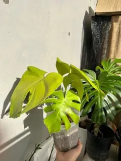 訳あり(説明文必読)モンステラ 観葉植物 気根付き - メルカリ