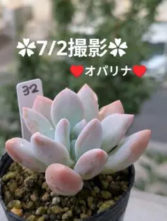 2026年最新】多肉 オパリナ錦の人気アイテム - メルカリ
