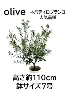 オリーブの木　ネバディロブランコ　7号　約110cm　NO.1018　人気　現品 オリーブの木 ネバディロブランコ 7号 約110cm NO.1018 人気 現品