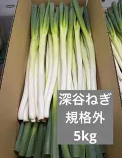 深谷ねぎ 夏ネギ 5キロ サイズバラバラのサムネイル