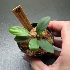 Homalomena Kayulapis Brown(TB) × 南サンタカンのサムネイル
