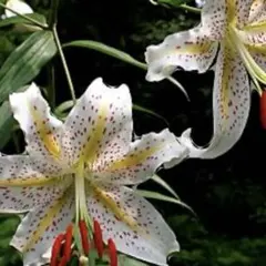 野生種、原種のヤマユリ（山百合）大小29球1組 原種ユリ 球根 山ユリ 2球 ユリの球根 ヤマユリ 山百合 爆買