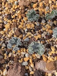 感謝セール‼️2株‼️珍奇植物‼️ 霧氷玉 エリオスペルマム・チタノプソイデスのサムネイル