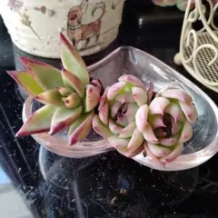 Juri様 リクエスト 2点 まとめ商品