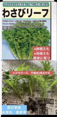 2026年最新】わさび 苗の人気アイテム - メルカリ
