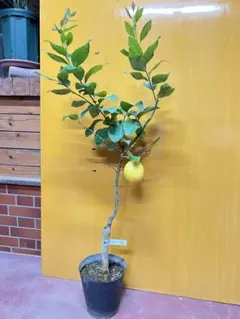 anan ※プロフ必読様 リクエスト 2点 まとめ商品