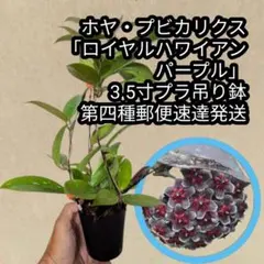 2026年最新】ハワイ植物の人気アイテム - メルカリ