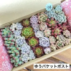 74 多肉植物　多肉弁当　詰め合わせ　寄せ植え　セット　カット苗　韓国苗　セダム