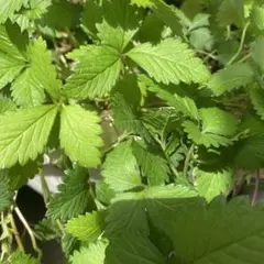 ホップ (苗) CTZ（ゼウス） 挿し芽 写真の番号の中から1つ - メルカリ