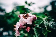 Item thumbnail for item db21540a-0df9-44fc-9326-0d73a206d550