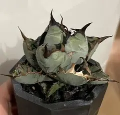 gogoeiko様 リクエスト 2点 まとめ商品