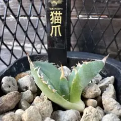 Encholirium pedicellatum エンコリリウム ペディセラツム - メルカリ