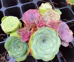 お買い得　多肉植物　グリーノビア　ミックス　繁殖苗 10点セット