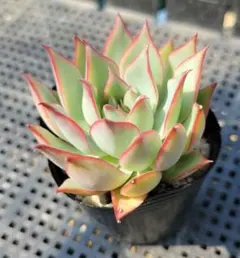 新入荷 紅蓮姫 エケベリア 多肉植物 I苗 撮影6月5日 - メルカリ