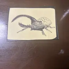 コーカサスオオカブト ヘラクレスオオカブト オス×4 標本 - メルカリ
