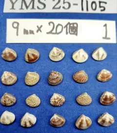 Item thumbnail for item 36b9735c-02f0-4d66-b7ce-5221575e2fb6