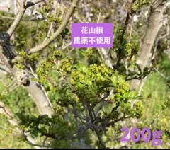 花山椒300g クール便 朝どり無農薬葉なし下処理済み 奈良県奥吉野産 