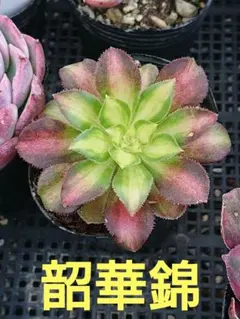 桔音様 リクエスト 2点 まとめ商品