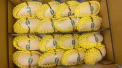 112.タイ産甘いグリーンマンゴー12~1８玉入り贈答可玉数お任せ 406.新入荷タイ産グリーンマンゴー12〜18玉入り贈答可箱込み5kg玉数