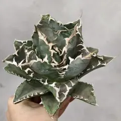 2026年最新】アガベ金剛の人気アイテム - メルカリ