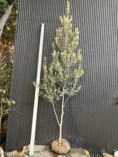 2026年最新】オリーブの木 シプレッシーノの人気アイテム - メルカリ