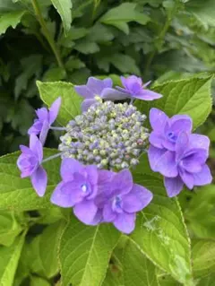 紫陽花カット枝5本 メルカリ便発送致します！ - メルカリ