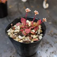 紅稚児 抜き苗 多肉植物 - メルカリ