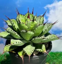 【goodtaniku】GT 曲刺八雷 goodtaniku】GT 曲刺八雷