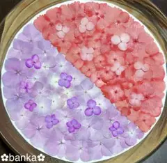 ✿押し花素材✿レッド&ピンク系アソート