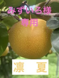 ⚠️みずいろ様専用⚠️茨城県産　梨/凛夏　秀品/14玉+フリーサイズ　5キロ×2