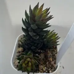 misamisa様 リクエスト 3点 まとめ商品