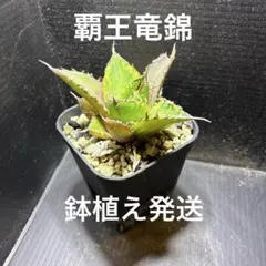 超メルカリ市セール　アガベ　チタノタ　覇王竜錦　安心の発根済 鉢植え発送のサムネイル