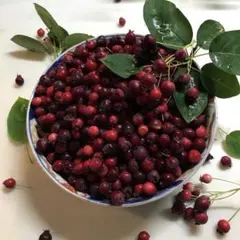 2025年最新】桜 苗木の人気アイテム - メルカリ